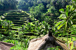 Ubud, Bali Rice Terraces