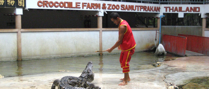 Crocodile show at Zoo
