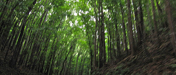 Man made Forest in Bohol