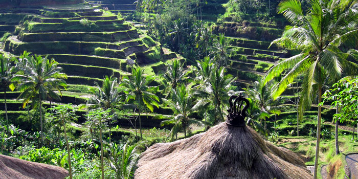 Rice Paddy Terrace in Ubud