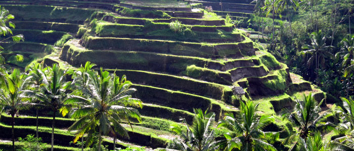 Rice Paddy Terrace in Ubud