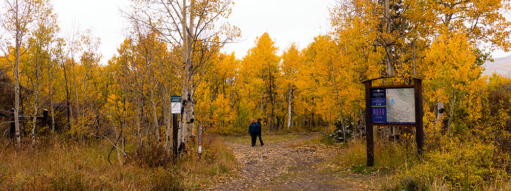 Trail showing off autumn colors of Kebler Pass, Crested Butte