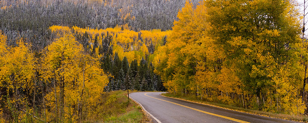 Kebler Pass autumn leaves in Crested Butte, Colorado